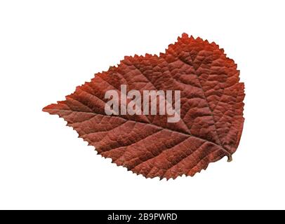 Raspberry autumn leaf. Fall leaf of raspberry. Autumn raspberry leaf isolated Stock Photo