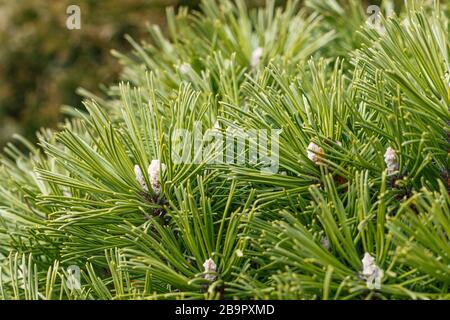 a lot of young green sprouts on pine wood branches at the beginning of spring Stock Photo