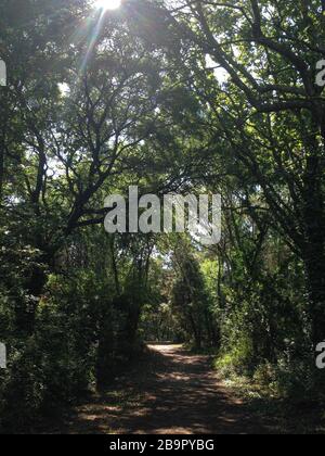 Footpath in the forest under the sun rays Stock Photo