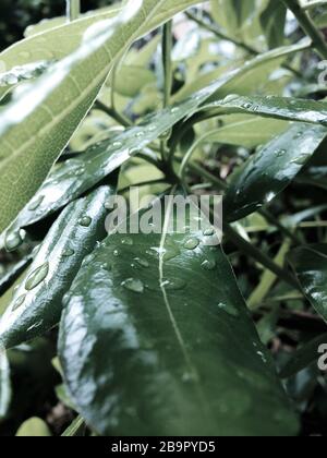 Raindrops on the leaves of pittosporum shrub Stock Photo