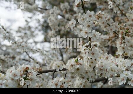 Wild plum in blossom closeup the branches densely covered by small white flowers and buds Stock Photo