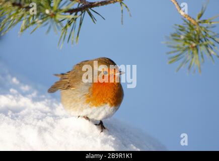 Robin Erithacus rubecula, in snow,  Aberdeenshire Stock Photo