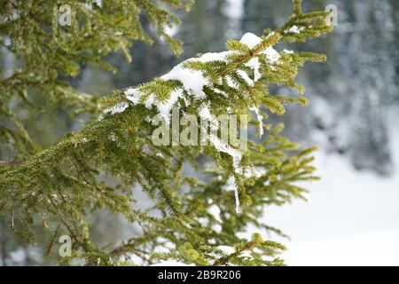 Coniferous twig with a layer of melting ice close up as a symbol of ending winter and coming spring on the background of a Swiss winter landscape. Stock Photo