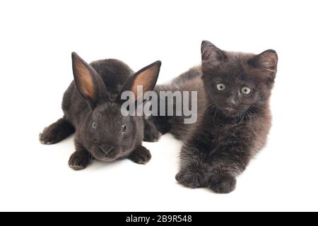 Black rabbit and cat, isolated on white background Stock Photo