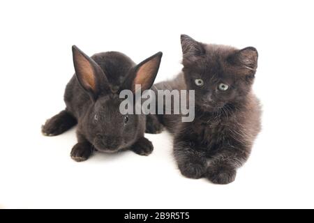 Black rabbit and cat, isolated on white background Stock Photo