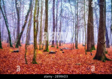 fresh snow falling in the autumn forest Stock Photo