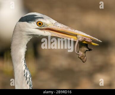 great blue heron with dead wet mouse in beak, animal zoo Stock Photo