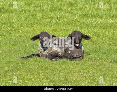 Cute Spring lambs in an English meadow Stock Photo