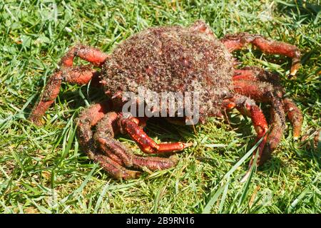Alive spider crabs on grass after fishing in Brittany Stock Photo