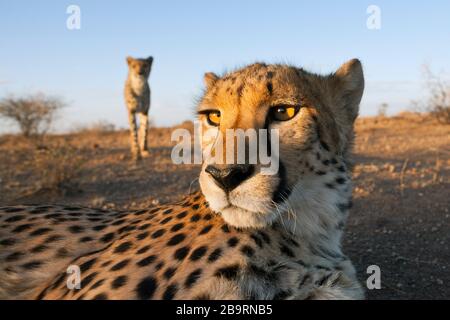 Male subadult Cheetah, Acinonyx jubatus, Kalahari Basin, Namibia Stock Photo