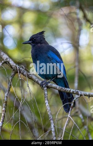 Close up of a blue Steller's jay (Cyanocitta stelleri), also called  long-crested jay, mountain jay or pine jayon a branch Stock Photo