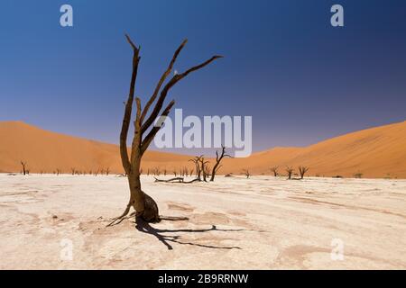 Dead Acacia Trees in Deadvlei Pan, Namib Naukluft Park, Namibia Stock Photo