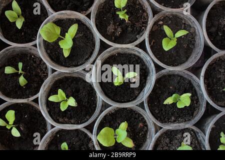 Eggplant seedlings in the containers. Young green plants in the balcony vegetable garden. Top view. Natural spring background Stock Photo