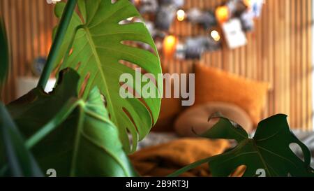 Cozy room. Home plant in focus. Blurred background - wooden wall with lights and photos above the bed. Stock Photo