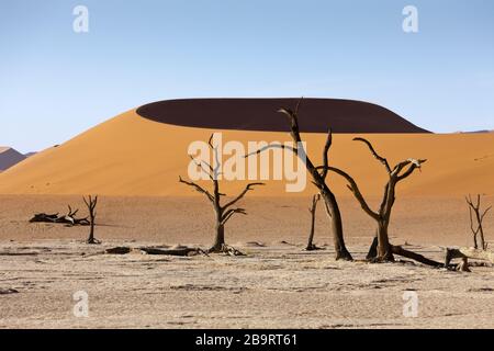 Dead Acacia Trees in Hiddenvlei, Namib Naukluft Park, Namibia Stock Photo