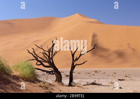 Dead Acacia Trees in Hiddenvlei, Namib Naukluft Park, Namibia Stock Photo