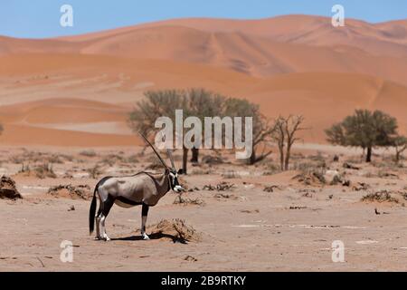 South African Oryx in Sossusvlei, Oryx gazella, Namib Naukluft Park, Namibia Stock Photo