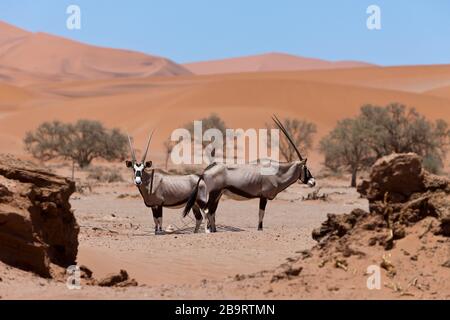 South African Oryx in Sossusvlei, Oryx gazella, Namib Naukluft Park, Namibia Stock Photo