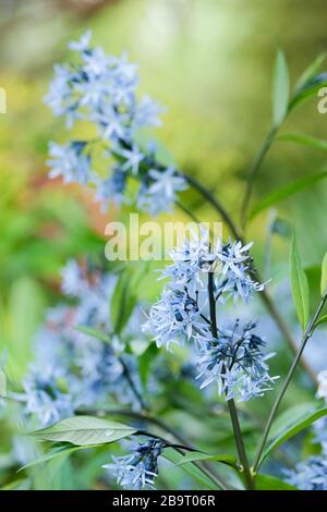 Amsonia orientalis eastern blue star Stock Photo
