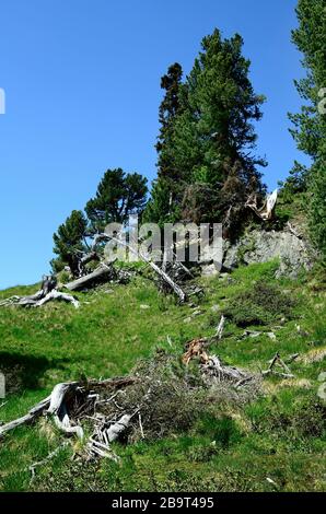 Austria, Tirol, forest with conifers and tree stumps Stock Photo