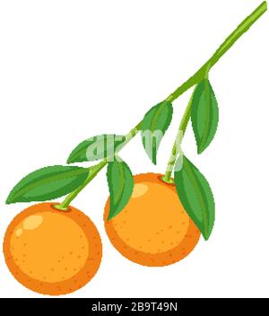 Two oranges on the branch illustration Stock Vector