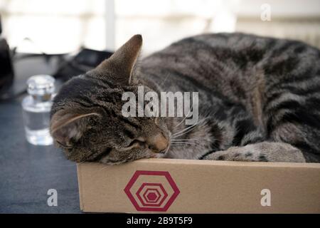 Cat asleep in a box Stock Photo
