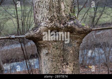 Tree growing around railings, Mühlwand, Saxony, Germany Stock Photo