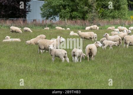 lamb and sheep flock in green countryside, shot in bright spring light near Eyre Creek, Southland, South Island, New Zealand Stock Photo