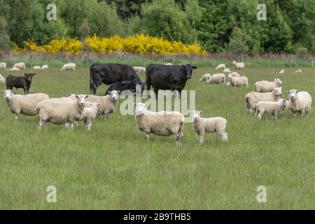 lambs, cows and sheep flock in green countryside, shot in bright spring light near Eyre Creek, Southland, South Island, New Zealand Stock Photo