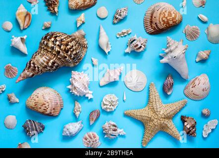 Exotic seashells and starfish collection flat lay on a blue background. Stock Photo