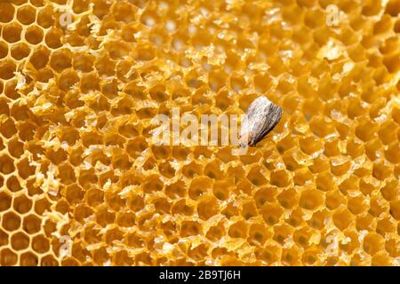 Galleria mellonella, wax moth - bee parasite - A distinctive moth in family Pyralidae, on a bee frame, top view. Stock Photo