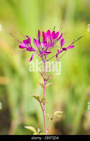 Pink Cleome hassleriana flower in summer garden. Flowers are commonly known as spider flowers spider plants spider weeds or bee plants Stock Photo