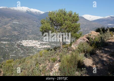 View of Órgiva town in the western Alpujarra valley, below the Sierra Nevada mountains, seen from the Ruta de los Mineros hiking trail. Granada, Andal Stock Photo