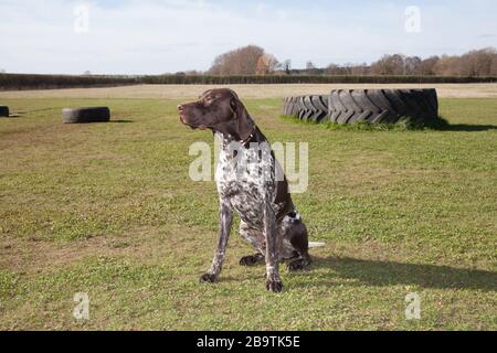 A German Short haired Pointer Stock Photo