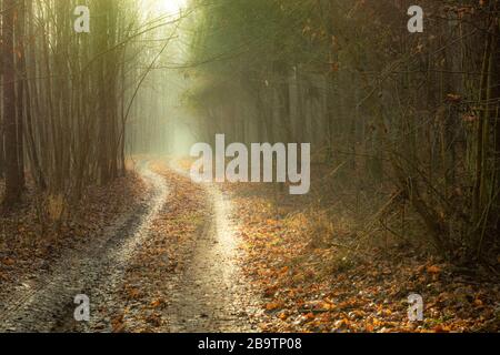 A winding road in a misty autumn forest, view on a sunny day Stock Photo