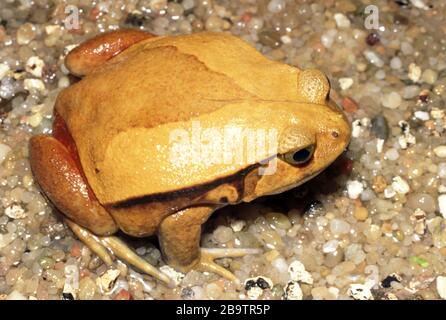 False tomato frog, Dyscophus guineti Stock Photo