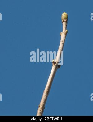 ash tree bud in springtime Stock Photo