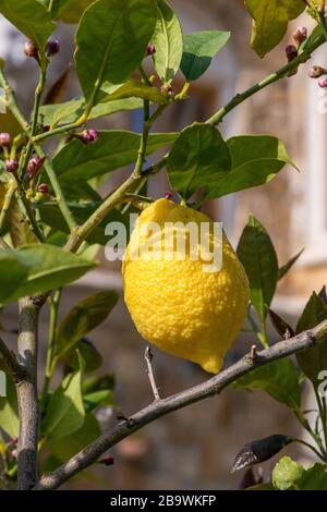 Close up of ripe lemon in a sunny day - selective focus, copy space Stock Photo