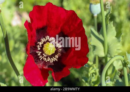 A single red Poppy at the San Angelo,International Water Lily Garden, San Angelo, Texas, USA Stock Photo