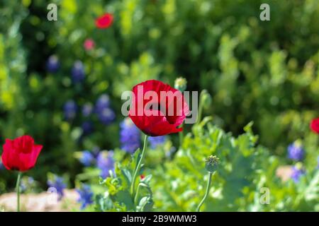 Poppies at the San Angelo,International Water Lily Garden, San Angelo, Texas, USA Stock Photo