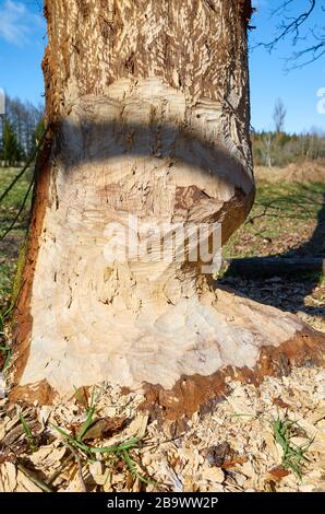 Close up picture of a beaver gnawed tree, selective focus. Stock Photo