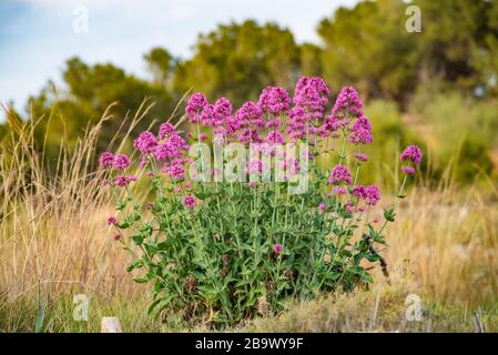 Red valerian shrub in full blossom Stock Photo