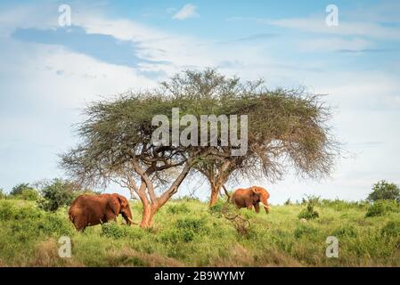 two African red elephants under a tree in Tsavo east West National park Kenya, Africa safari tour in the savanna Stock Photo