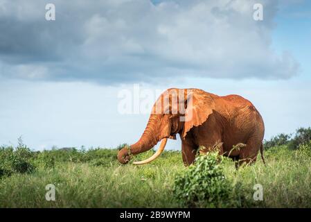 Red elephant isolated in the savanna in Africa, safari in Tanzania, Kenya, Uganda black and white landscape photo photography Stock Photo