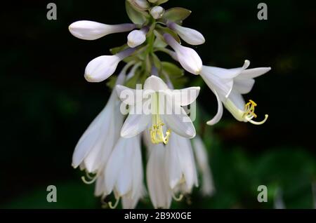 Beautiful healthy white wild hyacinth Stock Photo