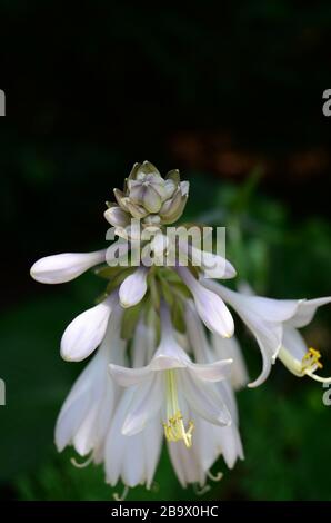 Beautiful healthy white wild hyacinth Stock Photo