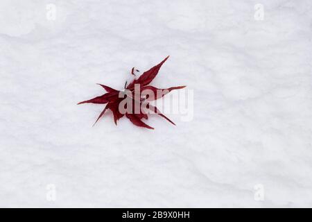 maple leaves lying on white snow Stock Photo
