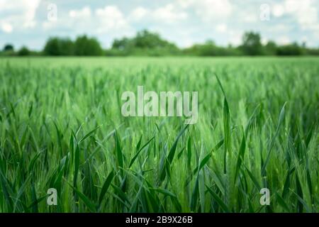 Green field of ripening barley, zooming in and focusing on the foreground Stock Photo