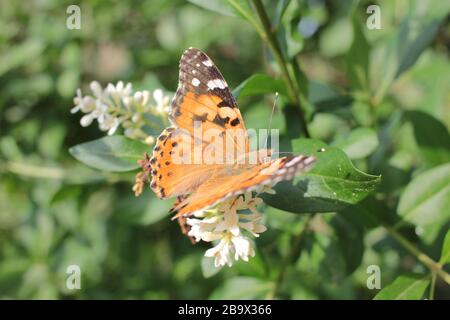Thistle butterfly (Vanessa cardui) sitting on a white blooming bush. Painted lady butterfly getting nectar Stock Photo