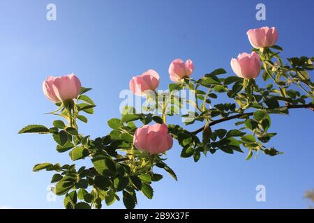 A branch of wild rose hips with delicate pink flowers against the bright blue sky. Natural flowers background Stock Photo